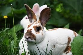 RABBIT HEMORRHAGIC DISEASE: A SILENT THREAT EVERY RABBIT OWNER MUST KNOW